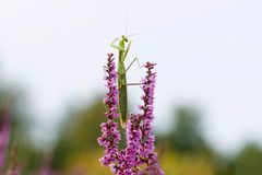Yoga - Meister oder doch nur ein Gipfelstürmer? Mantide