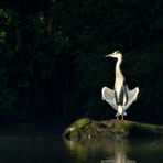 Yoga-Reiher