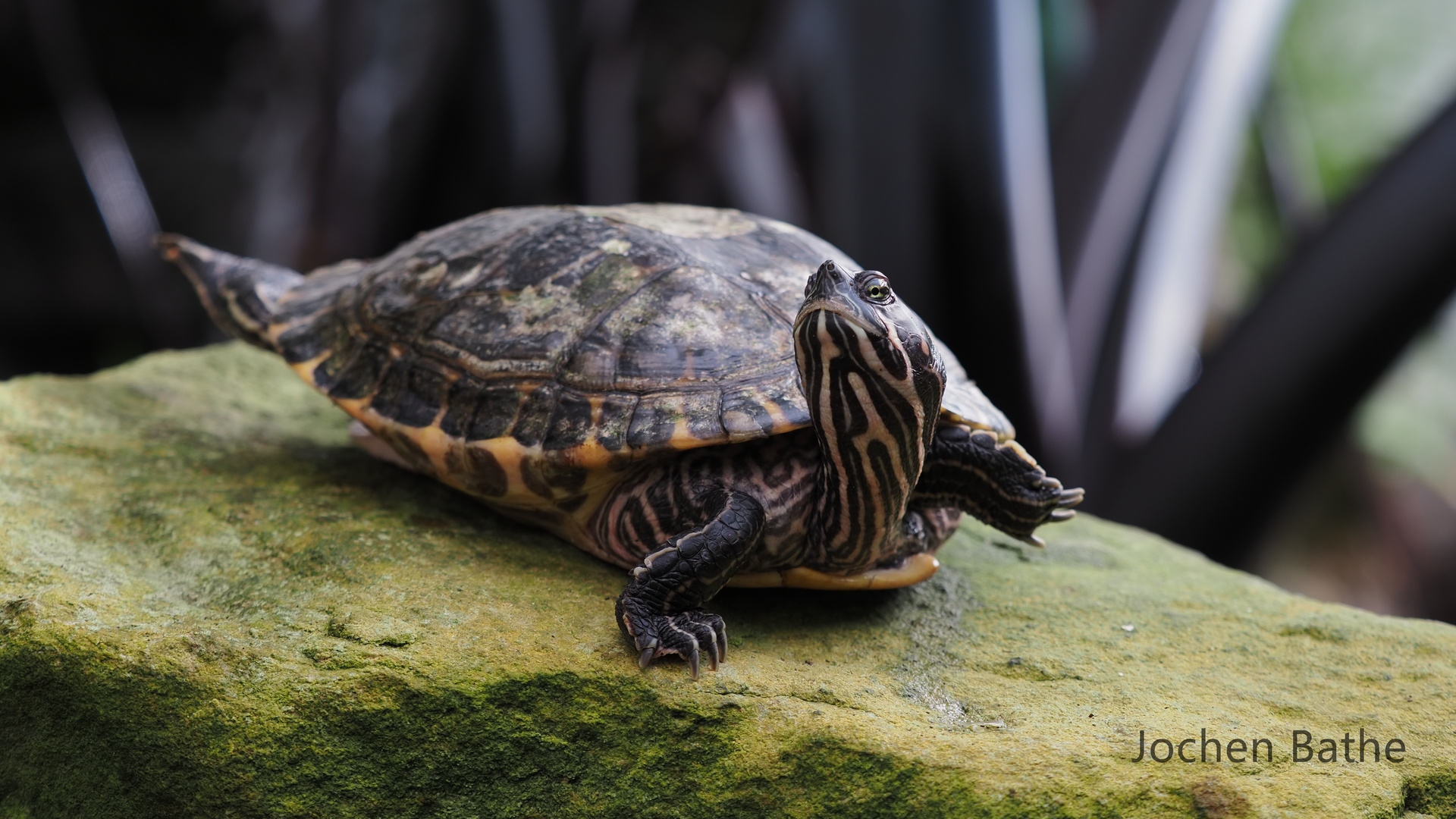 Yoga Schildkröte