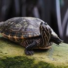 Yoga Schildkröte
