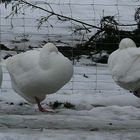 Yoga-Schlummern