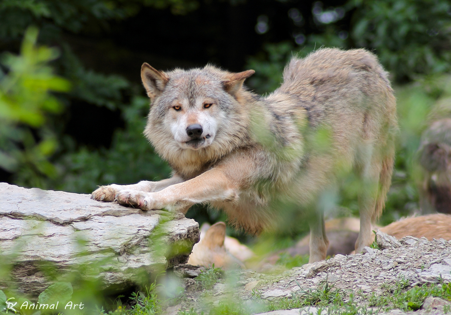 Yoga-Wolf