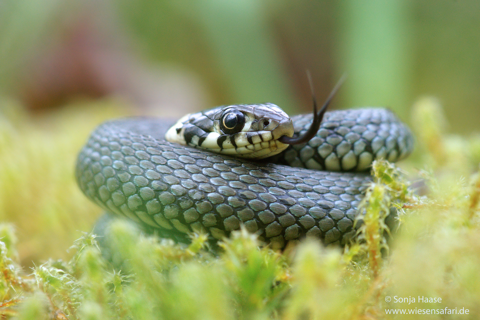 Yogastunde beendet - Ringelnatter, Natrix natrix