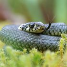 Yogastunde beendet - Ringelnatter, Natrix natrix