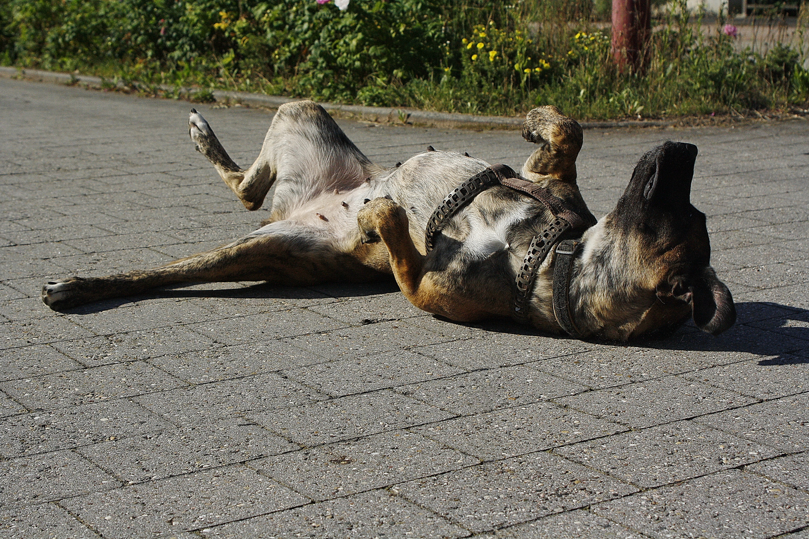 Yogaübung "Sonnenhund"