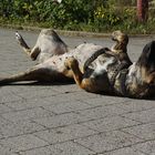 Yogaübung "Sonnenhund"