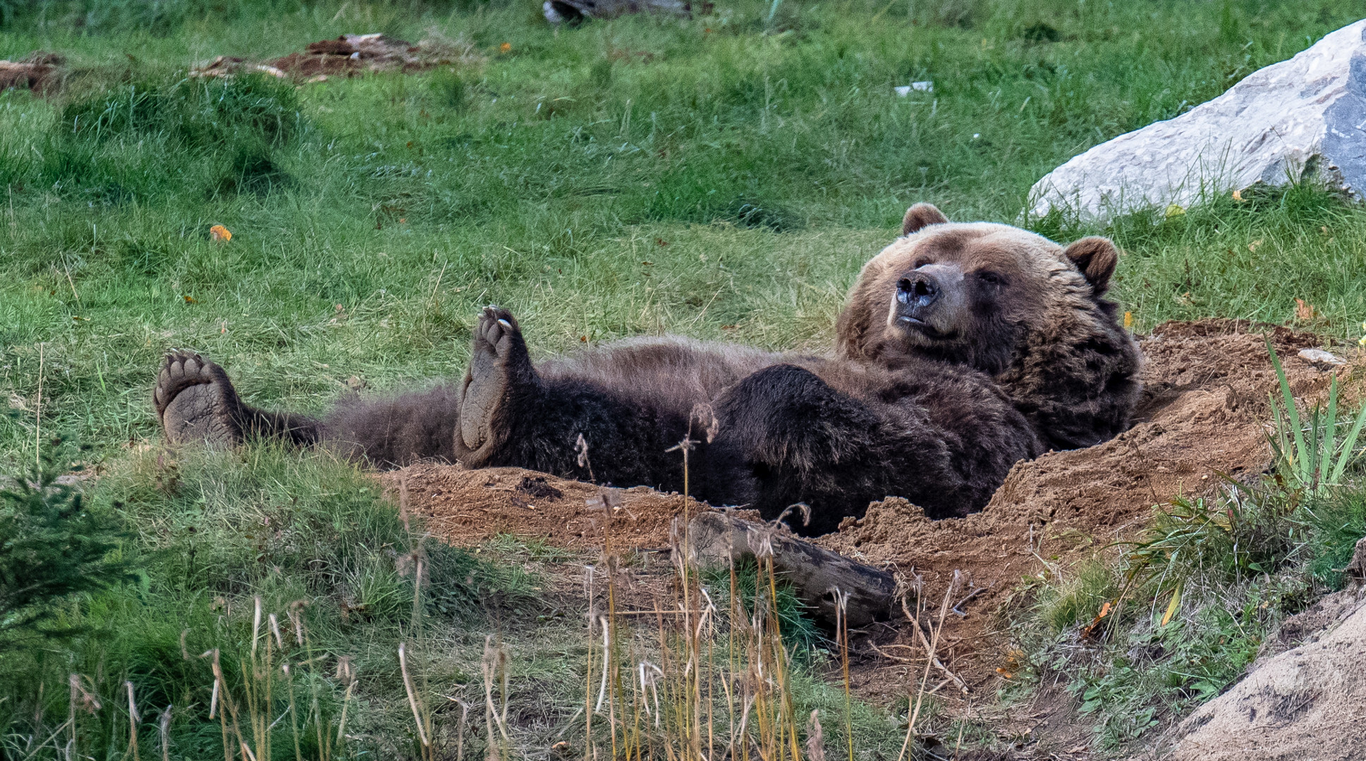 Yogi Bär