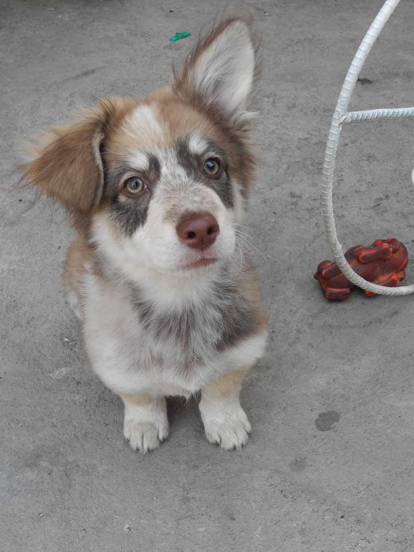 Yoko - angehender Hotelwachhund in Jinotega, Nicaragua