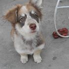 Yoko - angehender Hotelwachhund in Jinotega, Nicaragua