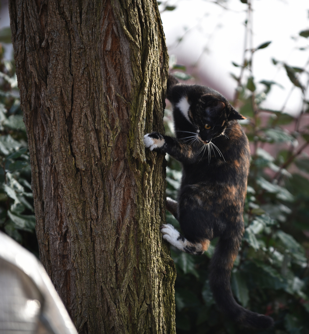 Yoko auf dem Baum