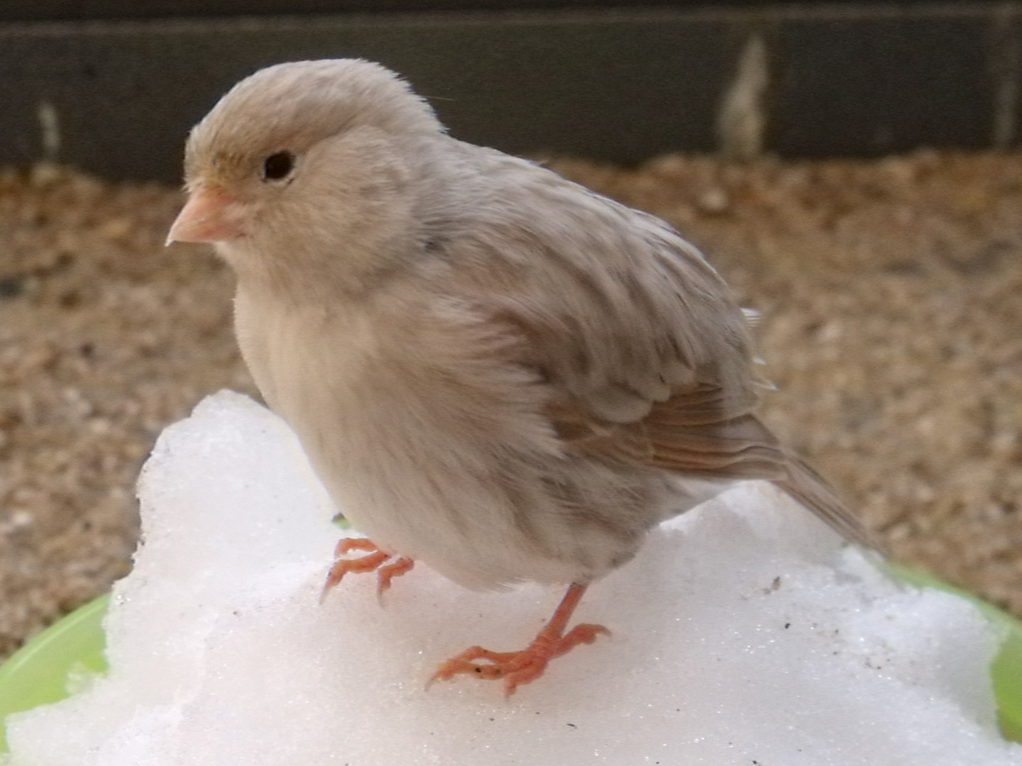 Yoko Ono, Kanrienvogel im Schnee