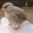 Yoko Ono, Kanrienvogel im Schnee