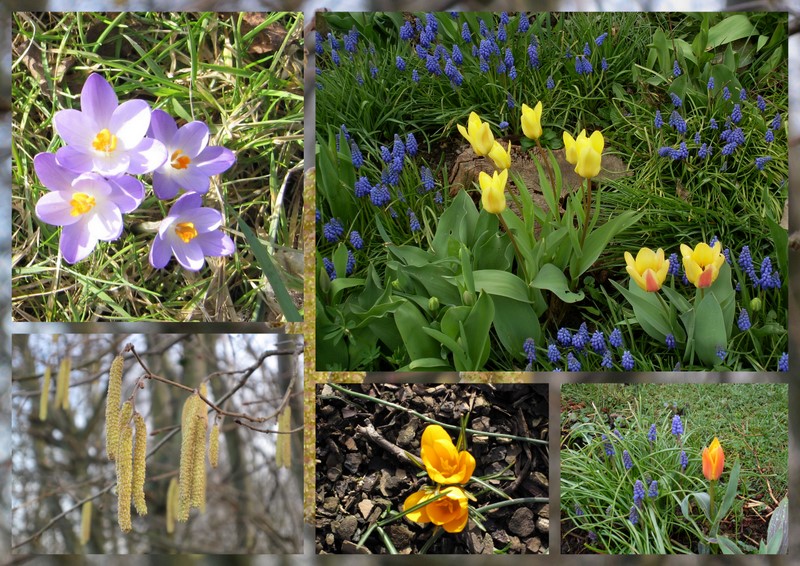 Yopla Boum .... il y a le printemps qui chante !