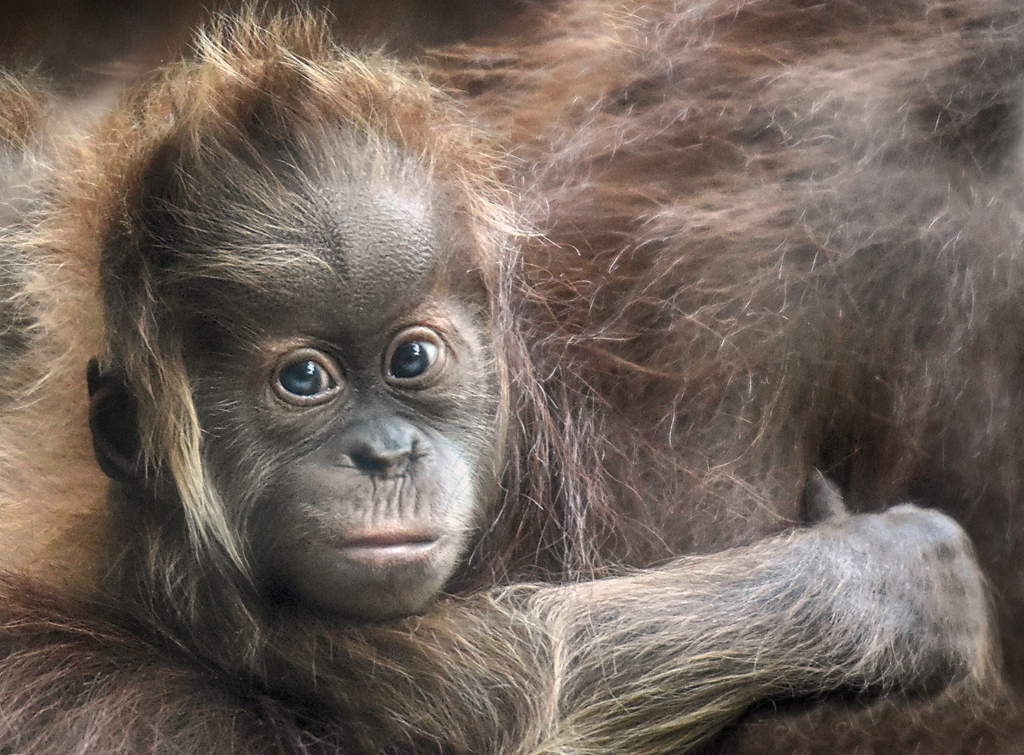 Yori Orang Utan Baby Foto Bild Tiere Orang Utans Tiere Men Schenaffen Primaten Mimik Natur Bilder Auf Fotocommunity