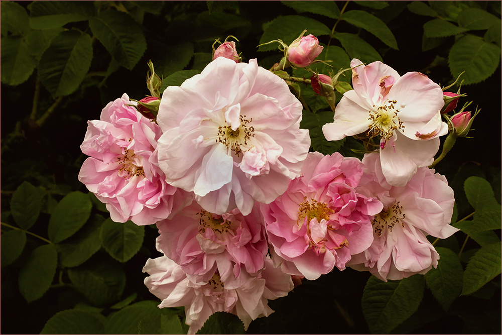 York and Lancaster Rose....