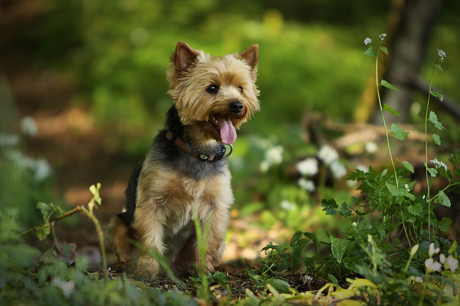 Yorki Benny