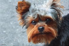 ~ Yorki ~