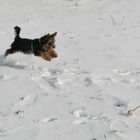Yorki hat Spaß im Schnee