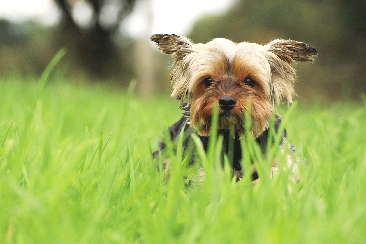 Yorkie