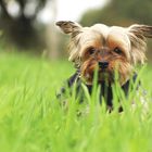 Yorkie