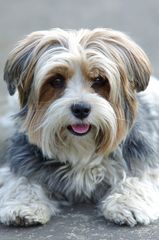 Yorkie