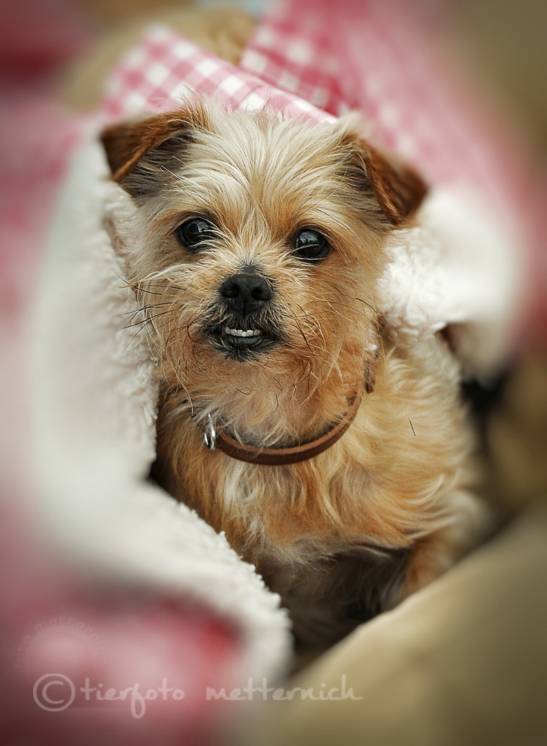 Yorkie-Mix