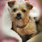 Yorkie-Mix