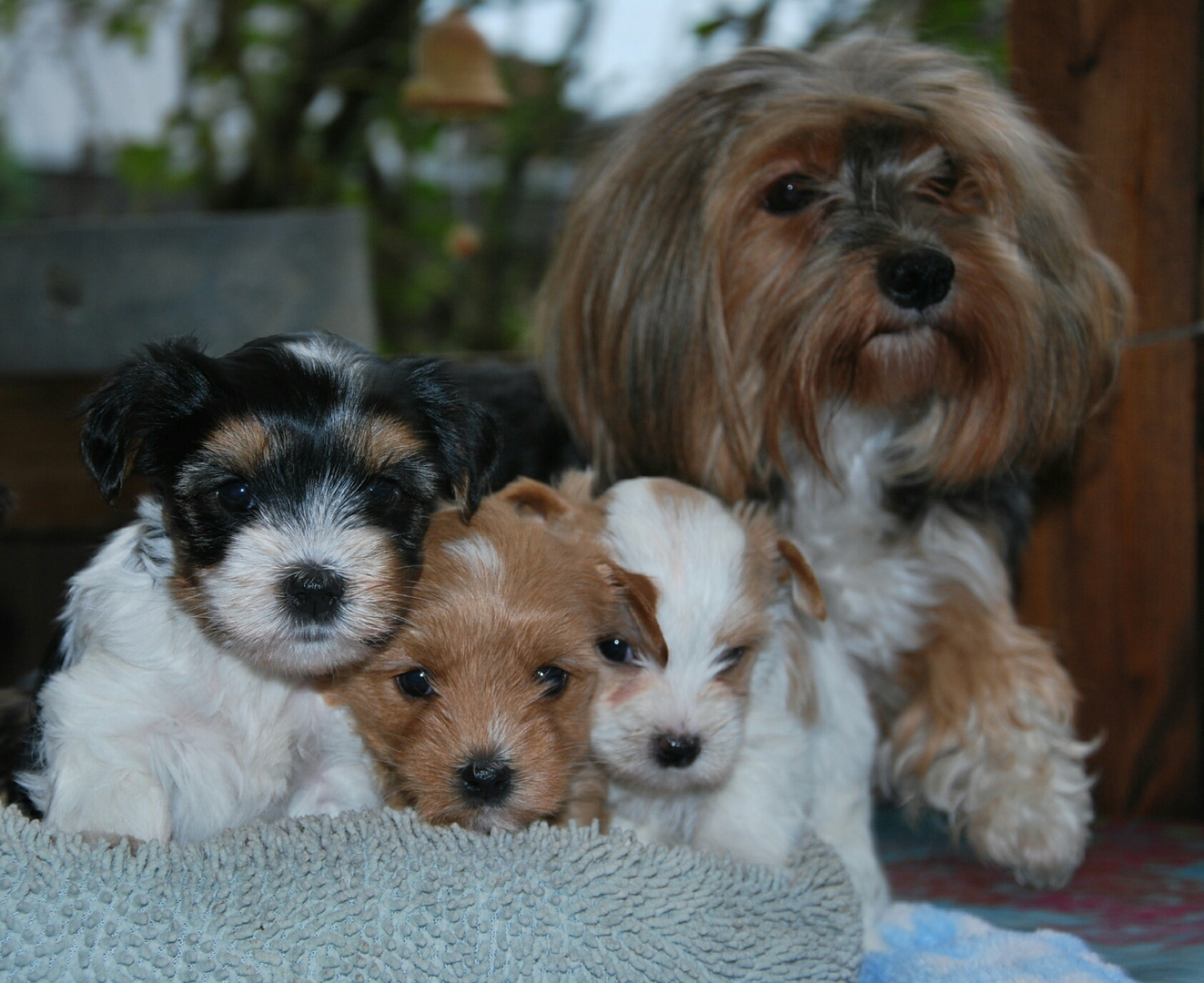 Yorkies