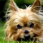 Yorkshiere Terrier