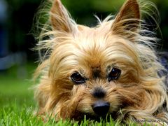 Yorkshiere Terrier