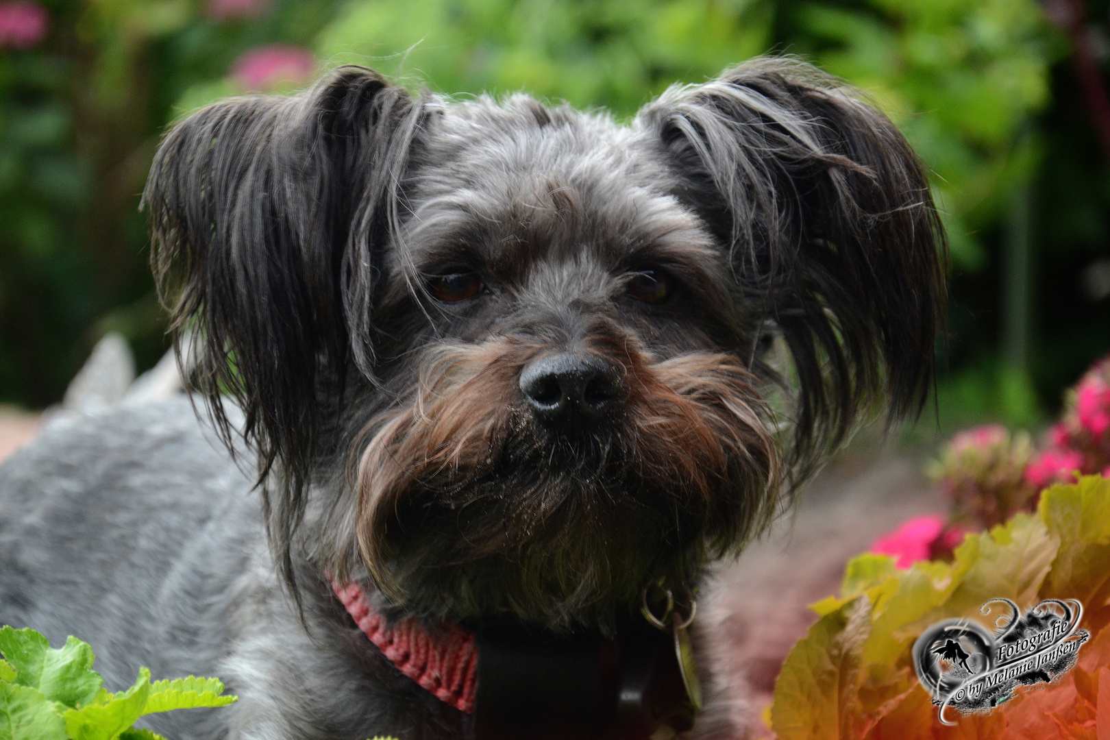 Yorkshire Jack Russel Terrier Mix Foto & Bild tiere, haustiere