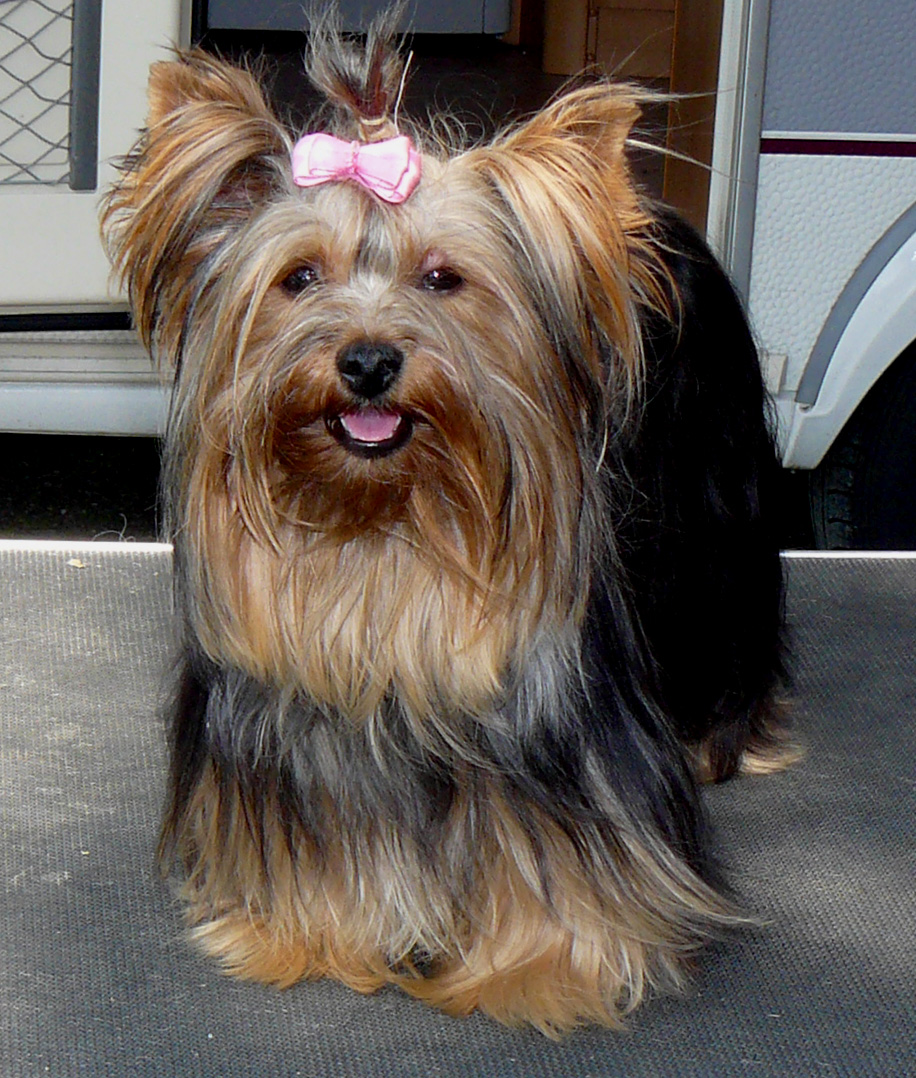 Yorkshire Terrier