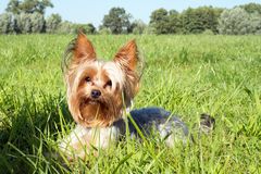 Yorkshire Terrier