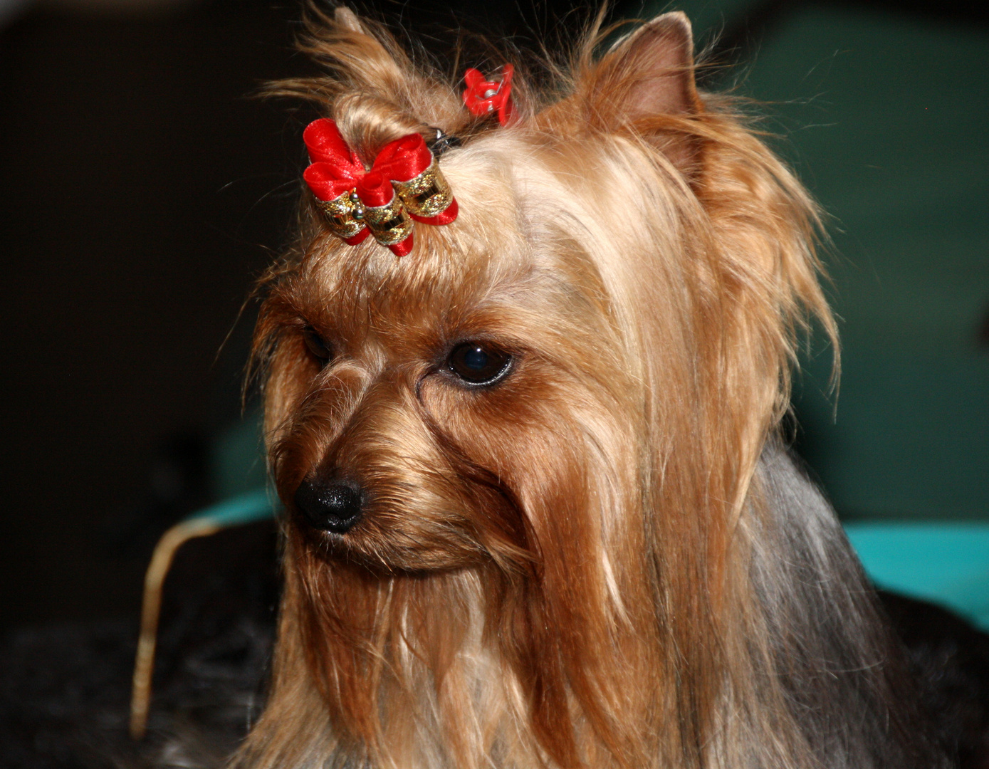 Yorkshire - Terrier