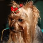 Yorkshire - Terrier