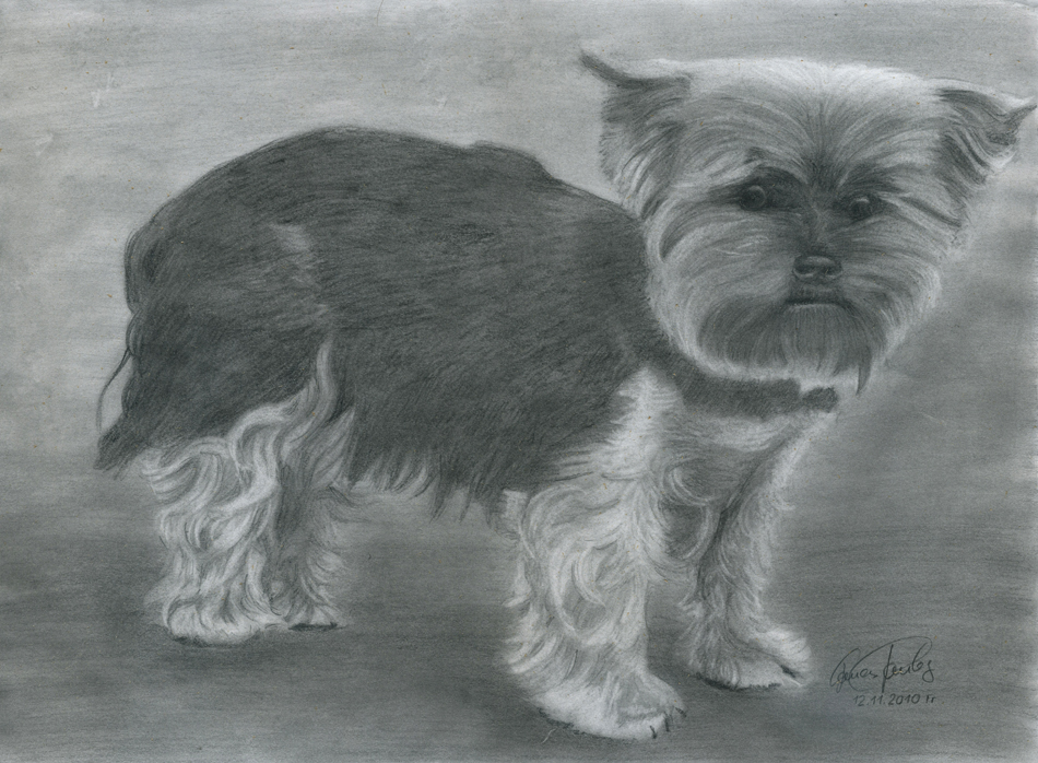 Yorkshire Terrier