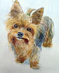 Yorkshire Terrier