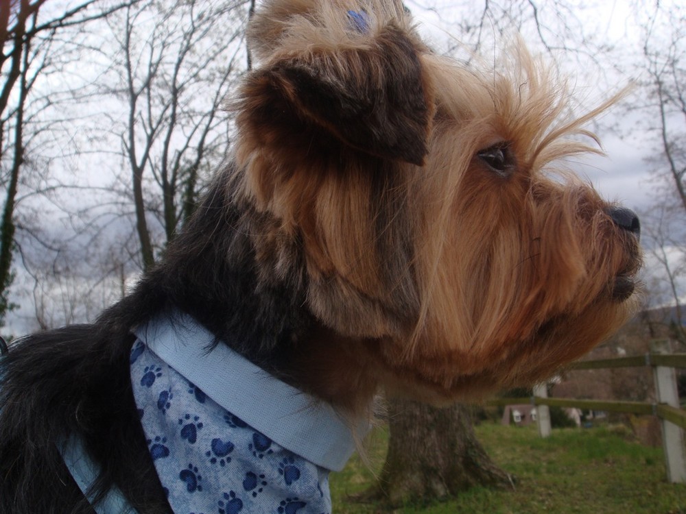 Yorkshire Terrier