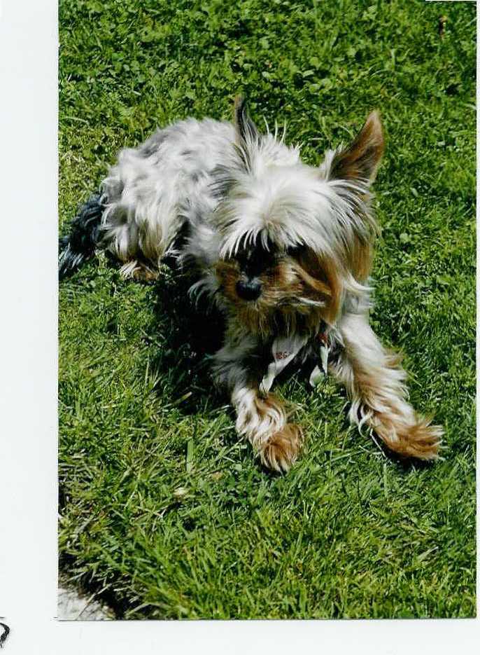 Yorkshire Terrier