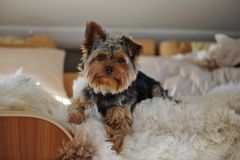 Yorkshire Terrier