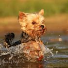 Yorkshire Terrier | Alfi