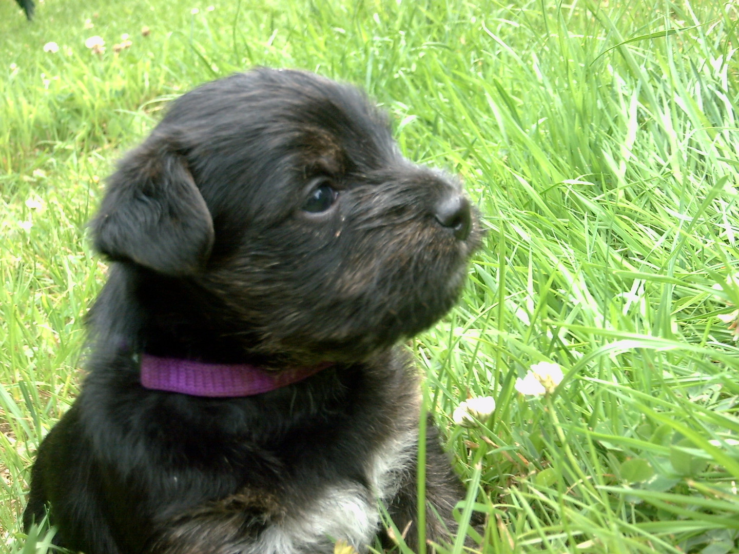 Yorkshire-Terrier Baby