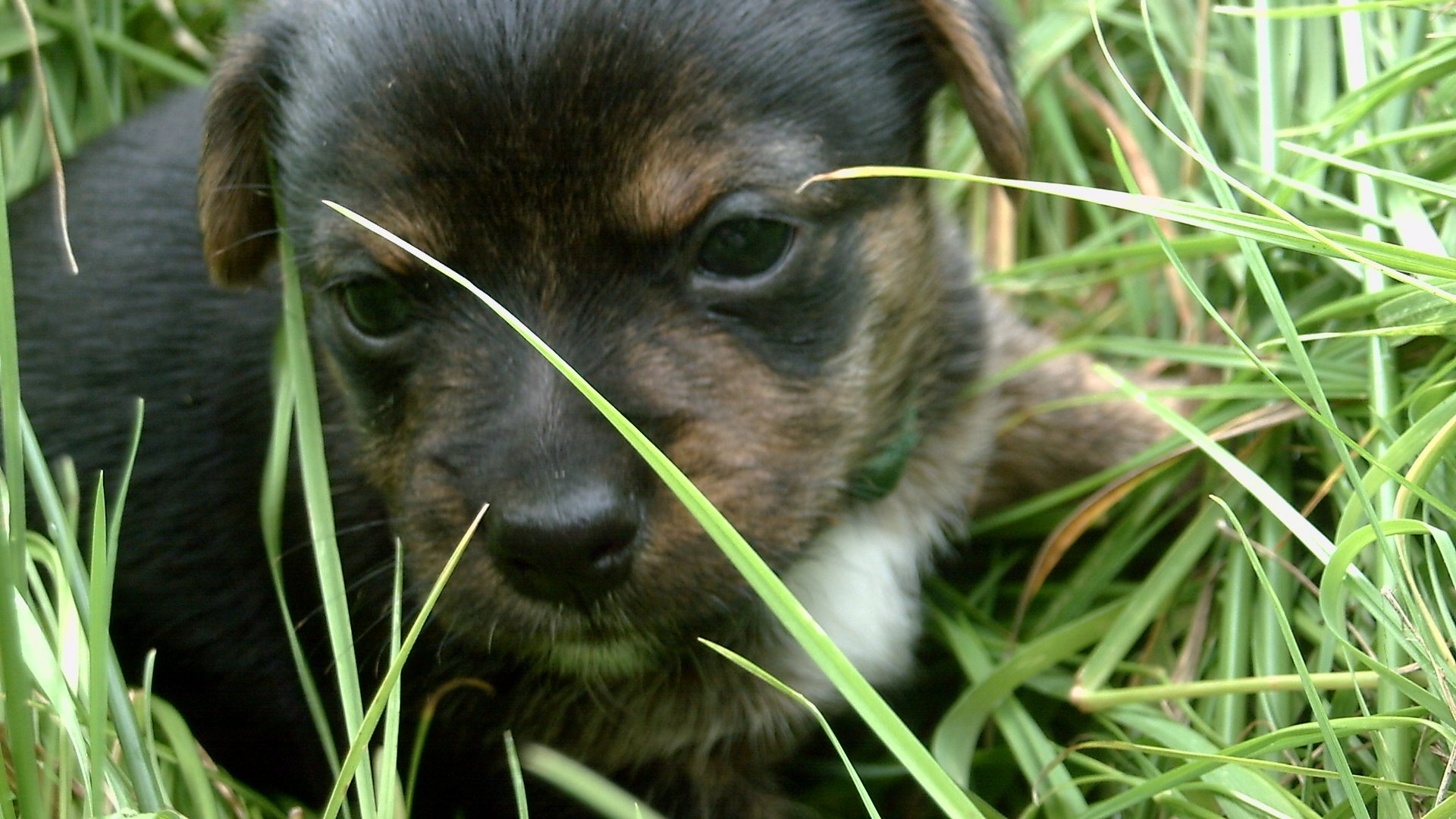 Yorkshire-Terrier Bube