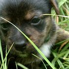 Yorkshire-Terrier Bube