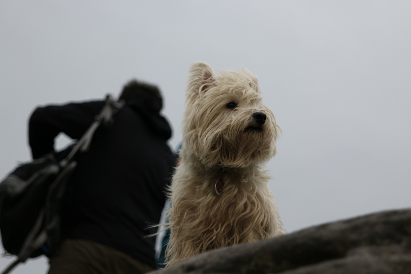 Yorkshire Terrier Dante