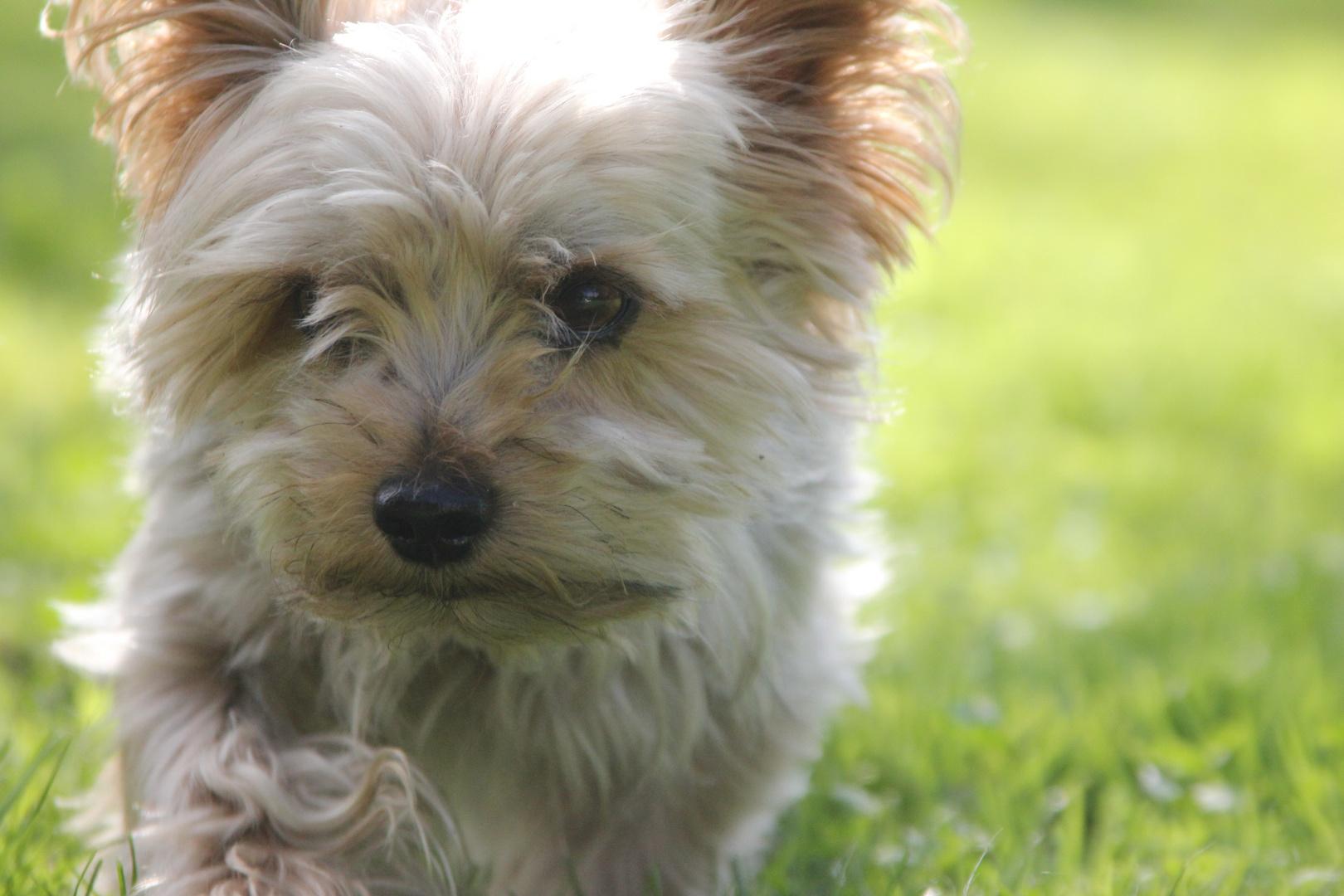 Yorkshire Terrier