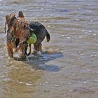 Yorkshire Terrier (glücklich)