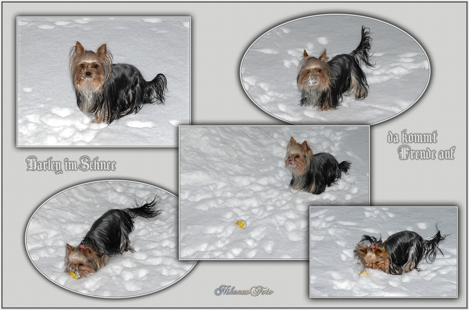 Yorkshire Terrier im Schnee