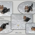 Yorkshire Terrier im Schnee