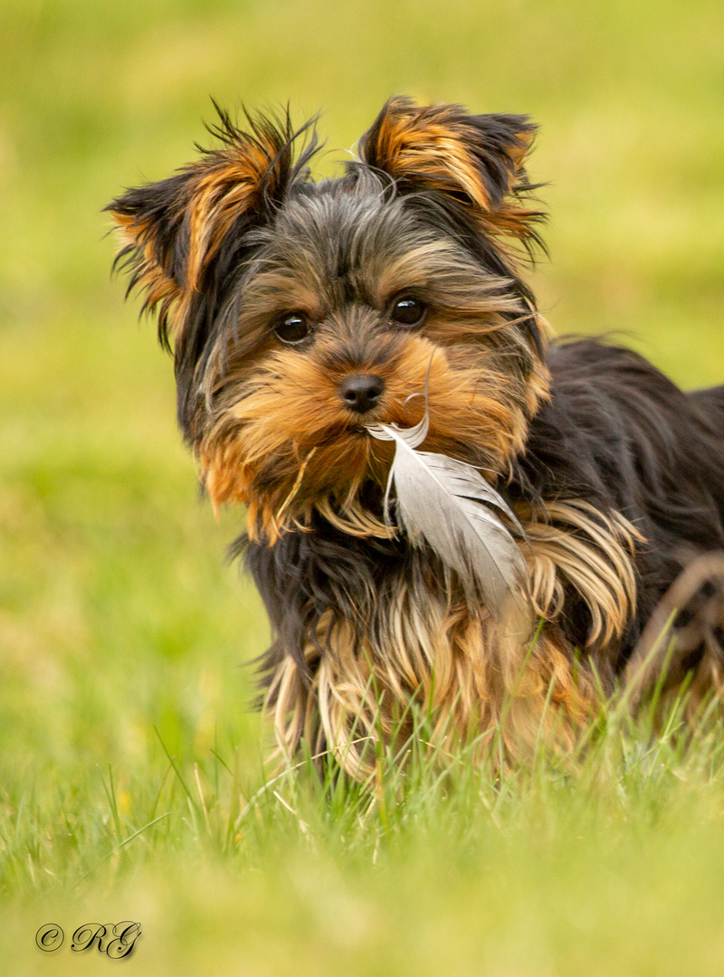 Yorkshire Terrier Judi